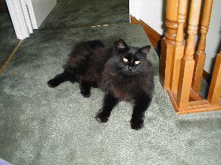 Posing Diesel